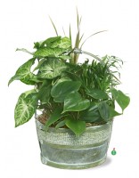 Hardy Houseplant Mix