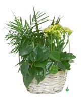 Plants in a Basket